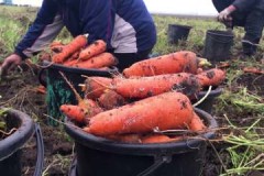 Villkor och regler för skörd av morötter för vinterförvaring