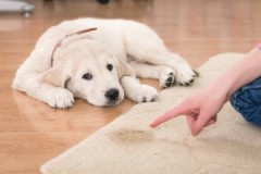 דרכים ושיטות כיצד להסיר ריח של שתן כלבים מהשטיח בבית