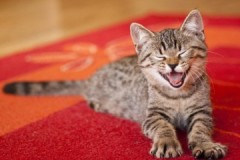 איך ומה להסיר את הריח המתמשך והעקשן של שתן חתולים מהשטיח?