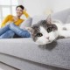 כיצד ועם מה להסיר במהירות, בפשטות ובזול את ריח שתן החתול מהספה?