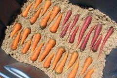 Fördelar, nackdelar och villkor för vinterförvaring av morötter i sanden